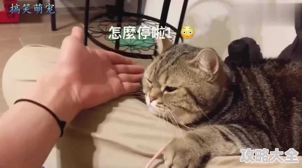 来我怀里放肆小猫咪的撒娇日常升级甜蜜暴击加倍奉还