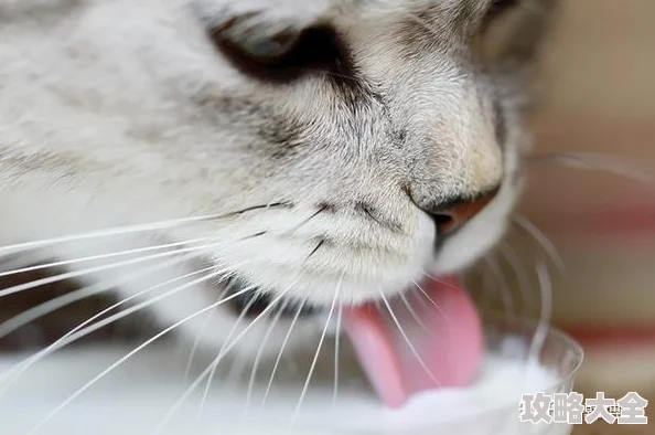 舔小豆豆探索猫咪味觉的敏感度和对不同口味的偏好