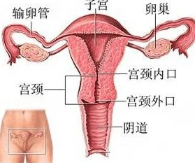 啊插到子宫里了h少女体内灌满精华液迎来高潮