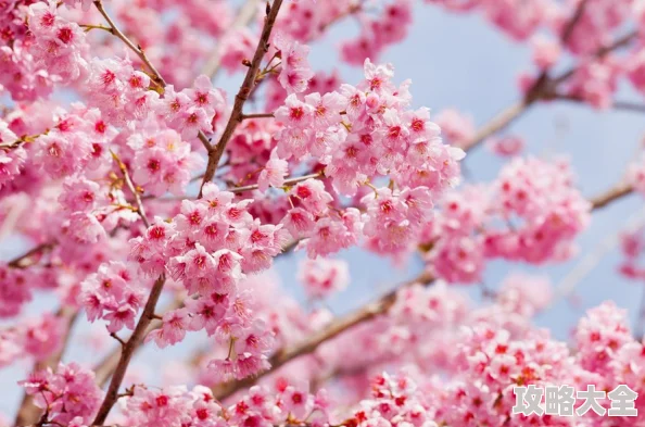 日本樱花盛开期预测提前各地陆续迎来最佳赏花时节