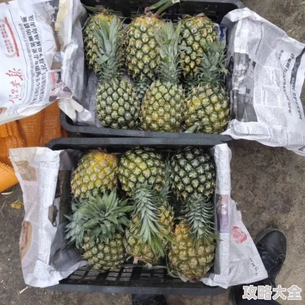 大菠萝官方免费进口新鲜到货通关顺畅品质保证限时抢购