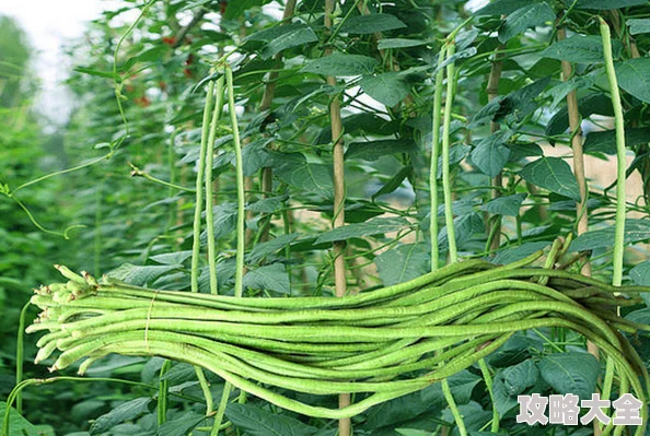 就我眼神好！收豆橛子大赛大获全胜，惊喜发现捷径把所有豆橛子轻松运回家秘籍