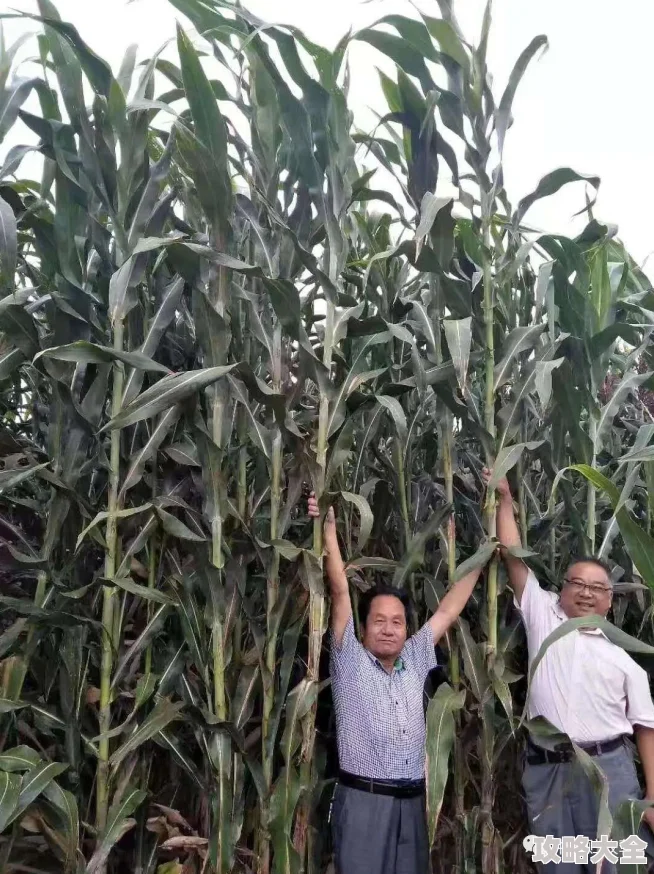 深度解析：超能战鸡最强阵容搭配排行与最新战术策略，助你赛场轻松制胜秘籍