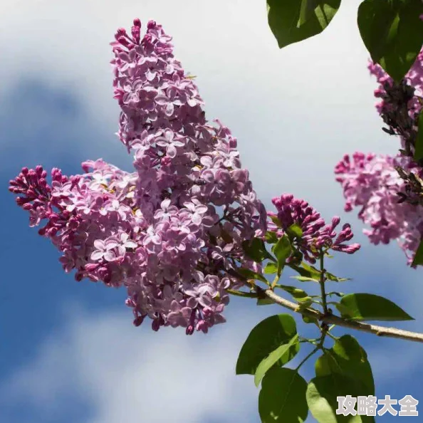 六月丁香激情花期已过凋零殆尽徒留残香令人唏嘘