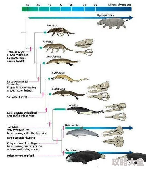 2025年生物奇观：疯狂动物园鸭嘴河马区惊现疑似远古鸭嘴鱼新物种报告